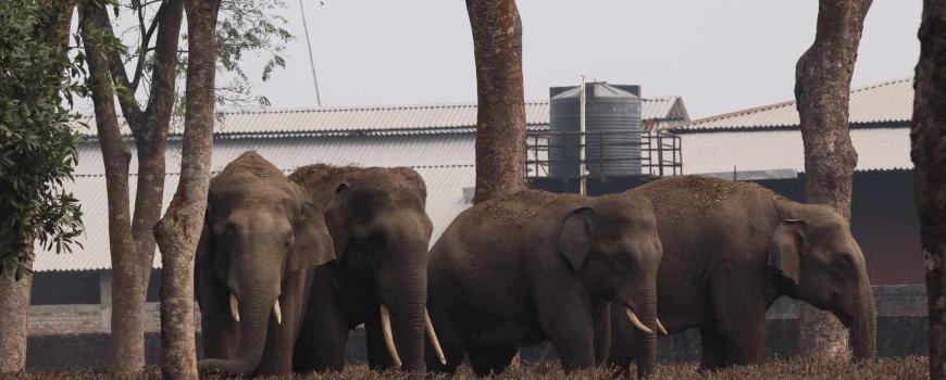 सुन्दरहरैचामा आसपासमा दिनहु हात्ती आतंक