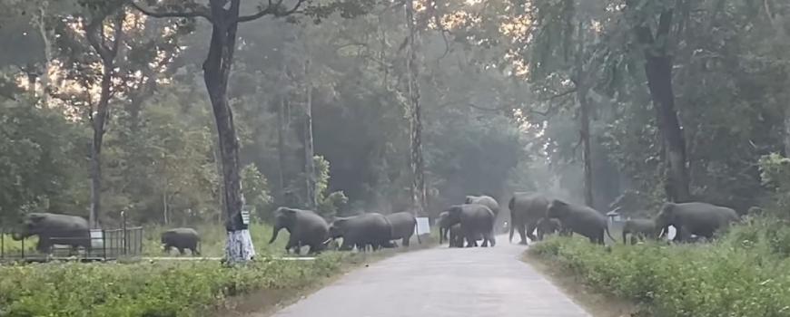 खेतीपातीमा आधुनिकीकरण : हात्तीलाई बढ्दो थ्रेट  !