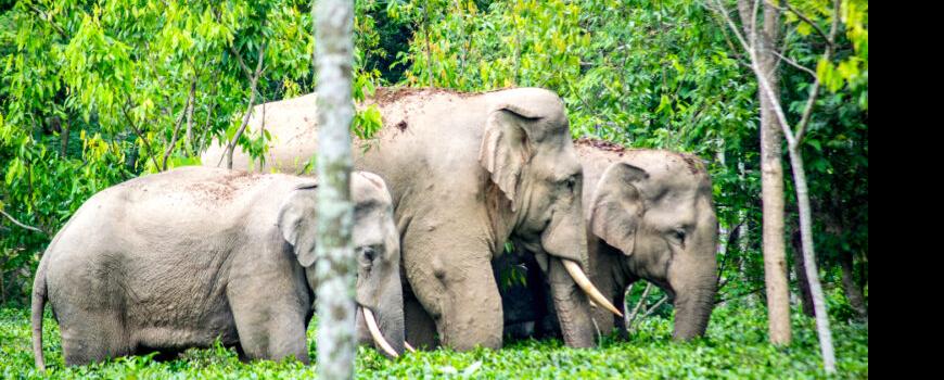 हात्ती लखेट्न गएका वृद्धको आक्रमणमा परी मृत्यु 