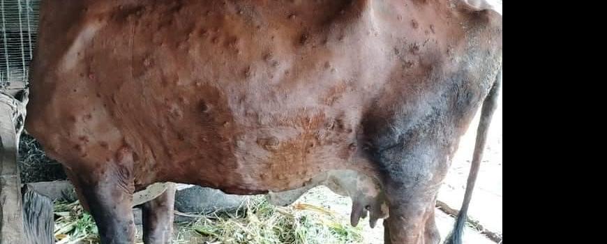  दुई वर्षअघि महामारीझैं फैलिएको लम्पी स्किन रोग  झापामा देखियो