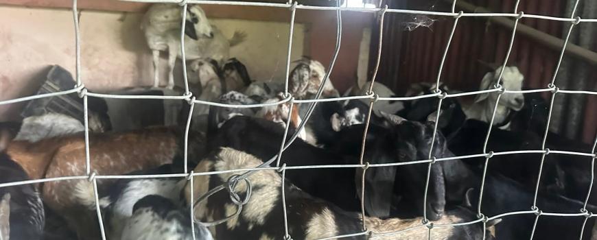 विराटनगरमा छाडा छाेडिएका २९ खसीबाख्रा नियन्त्रणमा, तीन दिनभित्र नलिए लिलाम गरिने 