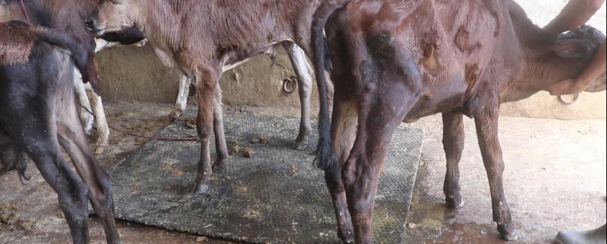  लम्फी स्किनको प्रकोप कोसीमा नियन्त्रण बाहिर