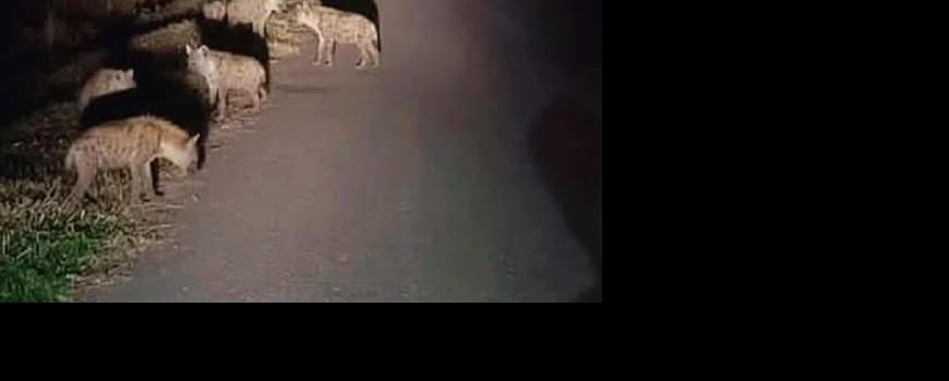 मोरङको रङ्गेलीमा नेपालमै लोपउन्मूख हाइनाको बथान देखियो 