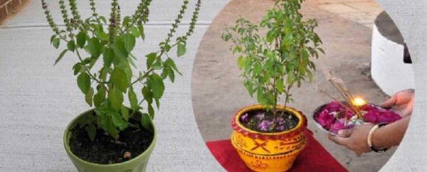 आज हरिबोधिनी एकादशी, तुलसीलाई दामोदरसँग विवाह गरिँदै