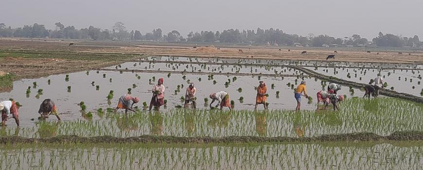 रोपाइँसँगै चुनावी गफ : ‘गाउँमा नयाँ नयाँ उम्मेदवार आएका छन्, उसैलाई भोट हाल्ने हो’ रोपाइँसँगै चुनावी गफ : ‘गाउँमा नयाँ नयाँ उम्मेदवार आएका छन्, उसैलाई भोट हाल्ने हो’