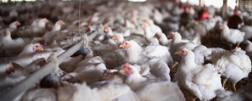 मोरङका विभिन्न स्थानमा वर्ड फ्लु सङ्क्रमण पुष्टि, सतर्कता अपनाउन आग्रह 