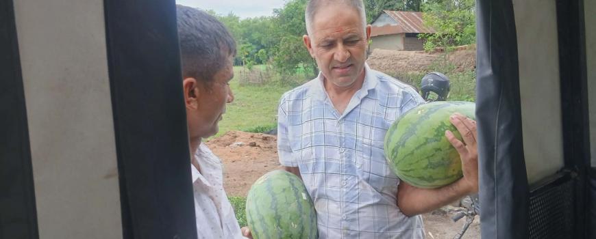 अर्ग्यानिक खर्बुजाको लोभलाग्दो उत्पादन, बजार नपाउँदा किसान चिन्तित
